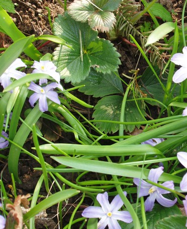 Fleurs bleues dans le verger